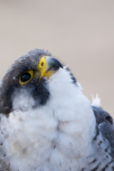A close up portrait of a wild nordic peregrine falcon (Falco peregrinus calidus)