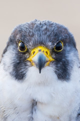 A close up portrait of a wild nordic peregrine falcon (Falco peregrinus calidus)