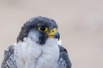 A close up portrait of a wild nordic peregrine falcon (Falco peregrinus calidus)