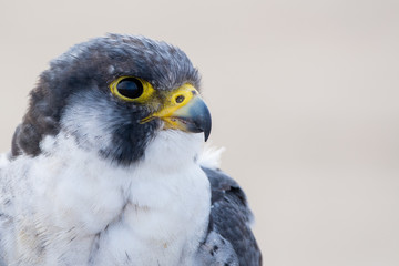 A close up portrait of a wild nordic peregrine falcon (Falco peregrinus calidus)