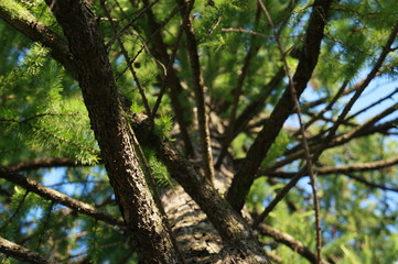 trees in the forest