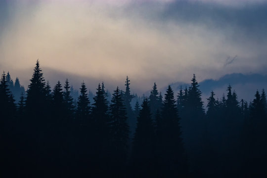 Silhouette Pine trees background. Mysterious dark landscape. © Dan