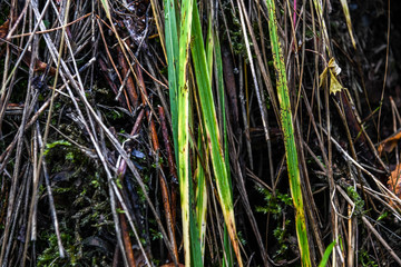 Texture