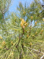 
spring flowering fragrant trees and flowers