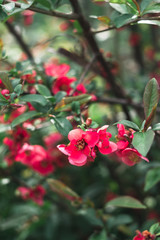 Obraz premium Beautiful pink flowers, Bush with red flowers