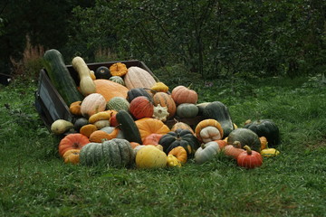 pumpkins and gourds