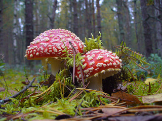 fly agaric mushroom
