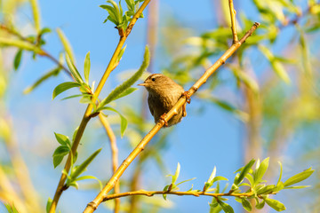 Wren (Troglodytes troglodytes) perched on a small branch, taken in England