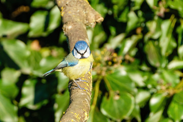 Blue Tit (Cyanistes caeruleus) perched on a branchlooking to camera, taken in England