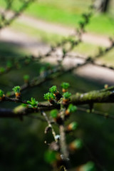 young larix larch branch close up