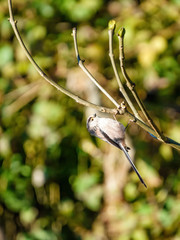 Long-tailed tit (Aegithalos caudatus) hanging from a branch, taken in the UK