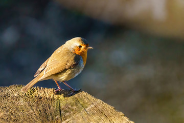 European Robin (Erithacus rubecula) perched on a tree stump in early morning spring light, taken in London