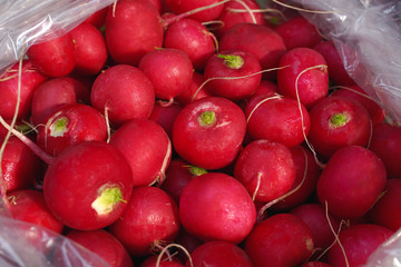 Appetizing red young radish close-up. Farm vegetables for a healthy diet.