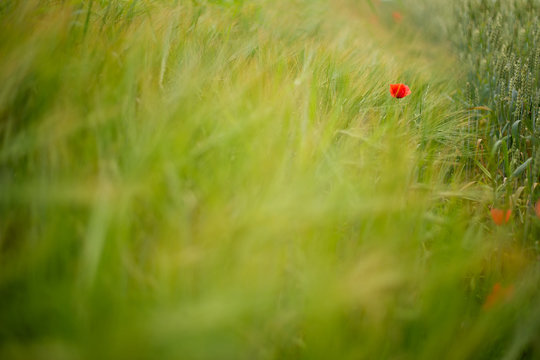 Poppy in the grass