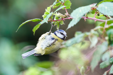 Blue Tit (Cyanistes caeruleus) hanging from the end of a twig, taken in England