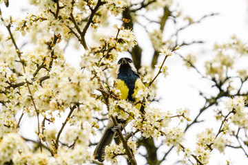 Great Tit (Parus major) surrounded by blossom, taken in the UK