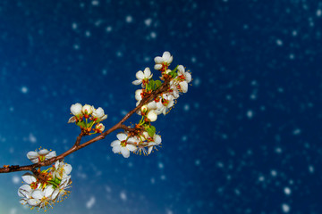 Blossoming branch cherry. nature
