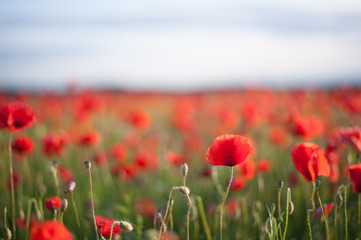 Field of red poppies