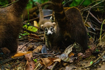 Baby Ring-Tailed Coati (Nasua nasua rufa) peaking from it's mothers side, taken in Costa Rica