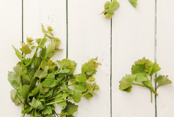 Knoblauchsrauke Rauke Wild Kräuter essbar