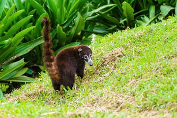 Obraz na płótnie Canvas Ring-Tailed Coati (Nasua nasua rufa) looking back over it's shoulder, taken in Costa Rica