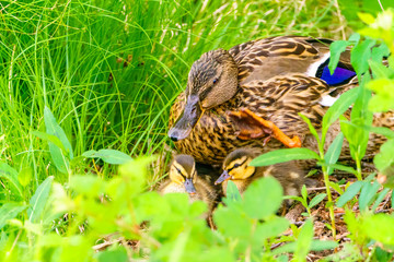 Mallard Duck (Anas platyrhynchos) mother and her ducklings, taken spring in England