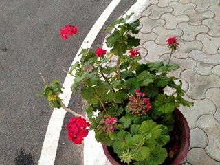   withered red flowers in a pot