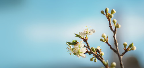 apple tree blossom