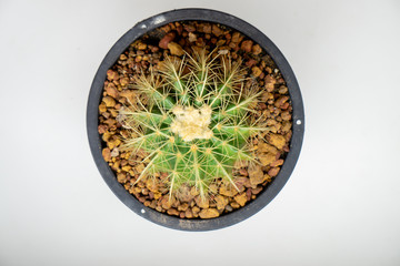 Top photo of green Golden Barrel Cactus with yellow thorns planted in a black pot on white background.