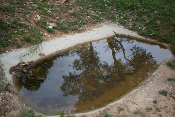 reflections of trees in a pond