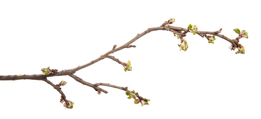 Apple tree branch on an isolated white background. Fruit tree sprout with leaves isolate.