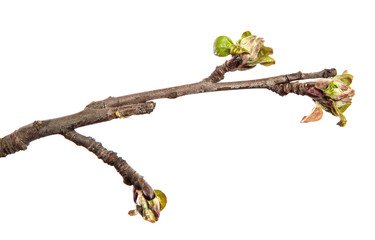 Apple tree branch on an isolated white background. Fruit tree sprout with leaves isolate.