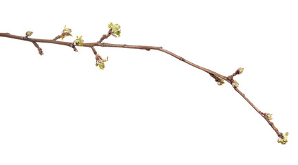 Apple tree branch on an isolated white background. Fruit tree sprout with leaves isolate.