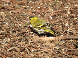 Siskin