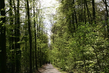 Obraz premium walkers and athletes in the forest