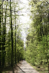 walkers and athletes in the forest