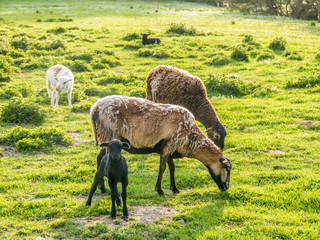Obraz premium Schafe auf der Weide