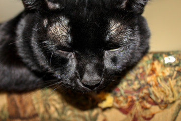 closeup of black cat face