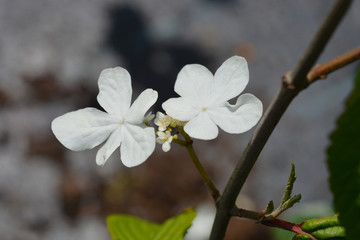 Japanese snowball