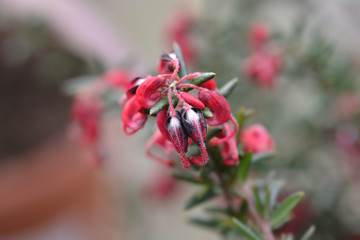 Rosemary grevillea