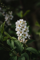 Beautiful white flowers, a Bush with white flowers, small barely noticeable insects and bugs in the flowers
