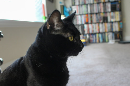 side view of black cat face