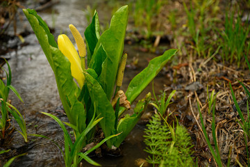 American skunk cabbage (Lysichiton americanus) in its natural habitat, a wet and woody place