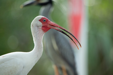white ibis