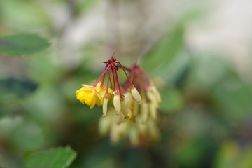 Wintergreen barberry