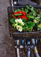 Blumen im Fahrradkorb