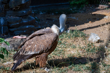Griffon vulture in a detailed portrait