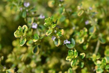 Aureus Lemon Thyme