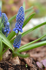 Fototapeta premium Grape Hyacinth Big Smile
