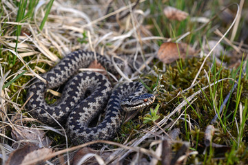 common adder / Kreuzotter (Vipera berus) -
male / Männchen (Allgäu, Germany)
